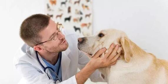 狗狗知识：狗每年需要看兽医的原因