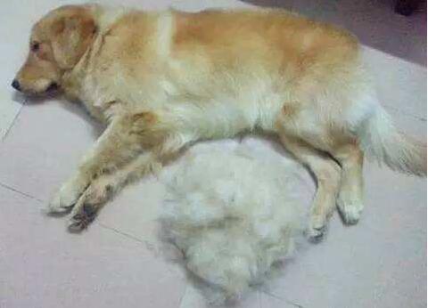 狗狗掉毛严重什么原因？狗狗掉毛的几种原因分析
