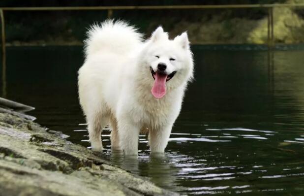 科普｜萨摩耶犬的起源+外形和性格特点+饲养建议