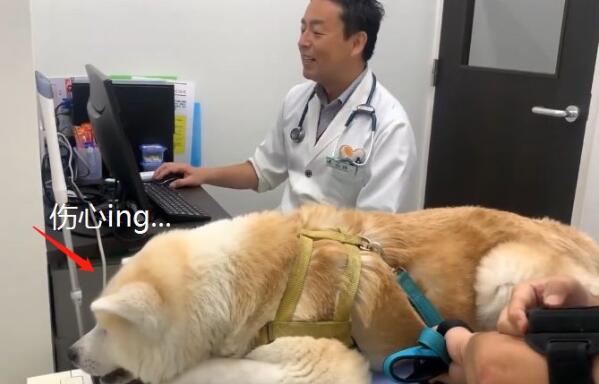 秋田犬去医院做检查，遇到男医生和女医生的不同态度