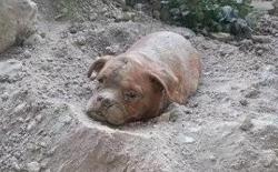 路过沙堆，发现狗狗被主人丢弃在沙土里