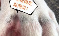 柴犬一瘸一拐的怎么办？轻松搞定狗狗趾间炎