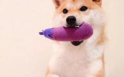 “柴犬咬人怎么办，不想养了”，先不要着急扔！