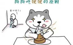 狗狗吃便便的5点原因和解决办法