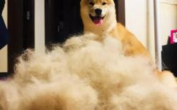 柴犬掉毛厉害吗？掉毛的原因和解决办法