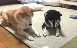 狗狗行为解读和「训犬十条」