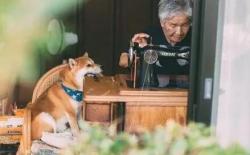 狗狗能活多久？世界上最长寿的柴犬活了26岁！