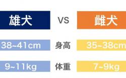 柴犬最理想的体重是几公斤？教你科学精准养柴