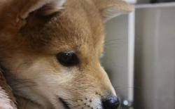 养狗狗主人日常需要做些什么——铲屎官的义务