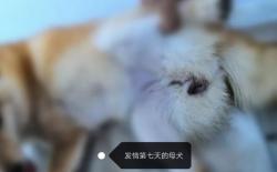 柴犬配种、孕期和产后护理及幼犬饲养手册