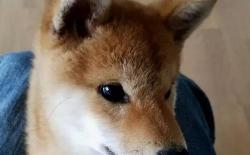 绝对不可以对柴犬狗狗做的5件事！