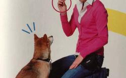 如何训练柴犬与主人的眼神交流和对视？