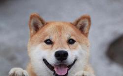 听说你想养一只小柴犬？帮你算算要花费多少钱