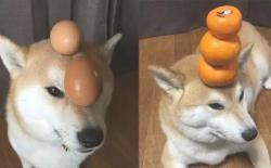 柴犬从几个月适合开始训练，如何训练？