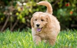 养大型犬好还是小型犬好？大狗安静小狗活泼