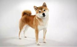 为什么说柴犬是最适合上班族养的狗狗？