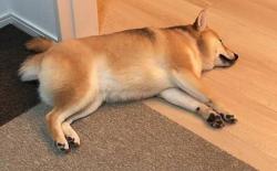 原来狗狗也会便秘！主人该如何帮助柴犬通便？