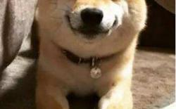 狗狗总是莫名吠叫？它可能听到了你听不见的声音