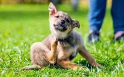 狗狗身上得了跳蚤怎么彻底去除？