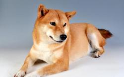 双血统的柴犬到底好在哪里？