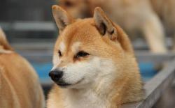 秋天换季柴犬的皮肤病总是反复？主人才是真正的”元凶“！