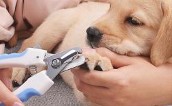 柴豆豆教你如何给柴犬剪指甲