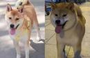 日本柴犬为什么这么贵？纯种柴犬价格深度分析