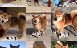 柴犬尾巴上的黑毛多久能褪掉？幼犬尾巴有黑毛好吗？