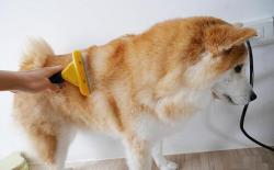 春秋季柴犬掉毛厉害怎么办？换毛期梳毛小知识