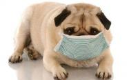 犬窝咳能自愈吗？犬窝咳的早中晚期症状+分辨+治疗