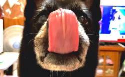 柴犬的舌头是什么颜色，为什么有紫色或黑斑？