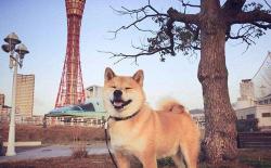 正宗日本柴犬的标准、价格和购买渠道分享