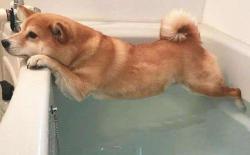 柴犬容易焦虑洗澡抓不住，看医生不听话怎么办？