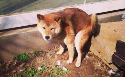 柴犬狗狗便秘，可以给它喝牛奶、酸奶吗？