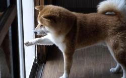 老版柴犬和日本柴犬区别分析