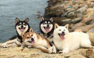 日本柴犬在哪买好，买几个月的狗最放心？