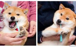 如何去除狗的牙垢？柴犬刷牙步骤图解