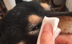 狗上火有眼屎怎么办？（柴犬眼屎的擦拭步骤）