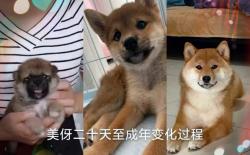 黑嘴小柴犬=潜力股？搏一搏单车变摩托