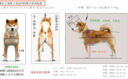 日本犬审查标准  （小型、柴犬篇）