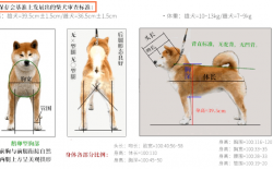 日本犬审查标准  （小型、柴犬篇）