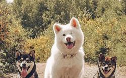 少见的胡麻柴犬和白色秋田犬，还成了一家人