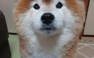 如此可爱滴长毛柴犬多少钱一只，mini版秋田吗？