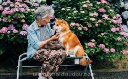 85岁日本奶奶和柴犬这组照片，每一张都是爱！