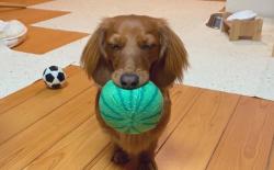 狗狗又想玩球又好困，结果叼着球睡着了，哈哈哈