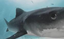 虎鲨误吞摄像机，珍贵影片展示鲨鱼内部，简直不可思议