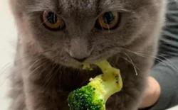 灰猫偷吃花椰菜，被主人抓了现行仍不松口，笑死了
