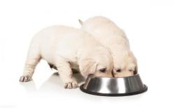 狗狗吃肉汤泡馒头可以吗？和吃狗粮哪个长的快？