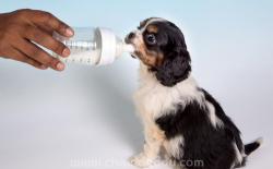 成年狗狗能喝牛奶吗？小狗喝纯牛奶能补充更多营养？