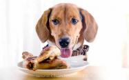 狗狗不可以吃鸡骨头，那么鸡头可以给狗狗吃吗？